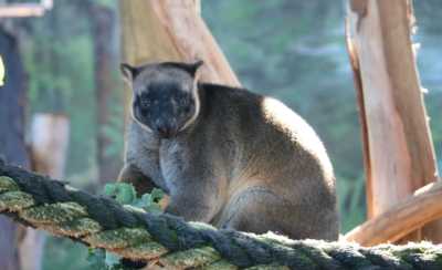 Australia - Oakvale Wildlife Park - 🇦🇺 🐋 Whales, Waves & Wildlife: 7 Days of Australian Adventure in Newcastle 🦘🐨 (PRIVATE ROOM) - 4
