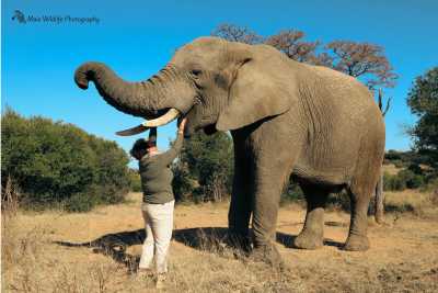 South Africa - Adventures With Elephants🐘 - 7 Days South Africa Big Five Safari & Wildlife Photography Expedition!