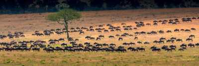 Tanzania - Serengeti National Park - Tanzania: following the great migration - 3