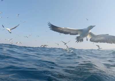 South Africa - Mdumbi - 🇿🇦 South African Sardine Run Expedition - 1 Week INSIDE a Nature Documentary 🐬 - 10