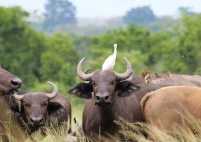 Uganda - Queen Elizabeth National Park - Uganda: Self drive 4x4 Land Cruiser 🦍🌿Gorilla & Rhino tracking! Coffee, Waterfalls & Hikes 🇺🇬 - 4