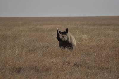 Tansania - Ngorongoro Crater - 4 Day Group Safari to Tarangire, Serengeti & Ngorongoro Crater - 4