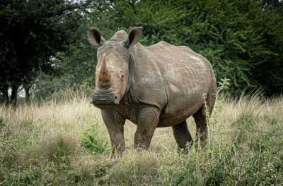 South Africa - South Africa - 7 Days South Africa Big Five Safari & Wildlife Photography Expedition!