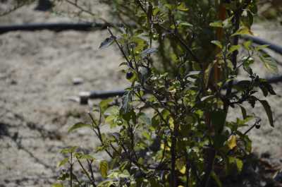 South Africa - Malgas - Südafrika: das atemberaubende Kap trifft auf das Biospähren-Reservat Blyde - Krüger - 1
