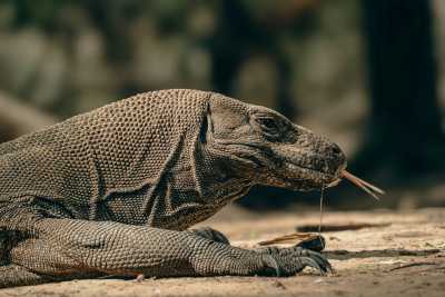 Indonesia - Komodo Island - Sailing adventure: Komodo Island, pink beach, snorkling, padar island with local - 1