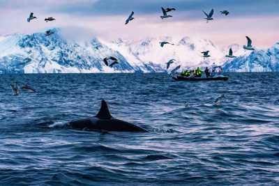 Norwegen - Skjervoy - 2026 Tromsø Winter Expedition: Ice Floating in Arctic Lakes 🧊 Whale Spotting 🐋 Reindeers & Huskies 🦌🛷 Northern Lights 🌌✨ Fjords 🏔️ - 3