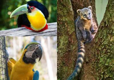 Südamerika - Foz do Iguaçu - 🏙💃 City Lights, Tango Nights & UNESCO Sights: A Legendary Journey from Buenos Aires to the Majestic Iguazú Falls 🏞  explore Argentina in a small group 🌟🇦🇷 - 3