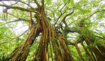 Taiwan - Jhihben National Forest Recreation Area - 🇹🇼 Taiwan by Rail: 16 Days of Cherry Blossoms, Culture, & Coastal Views 🏮 (PRIVATE ROOMS) - 1