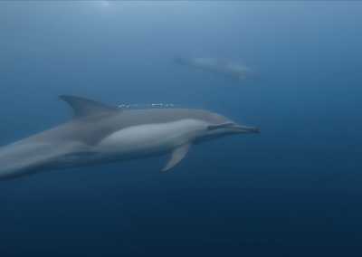 Südafrika - Mdumbi - 🇿🇦 South African Sardine Run Expedition - 1 Week INSIDE a Nature Documentary 🐬 - 26