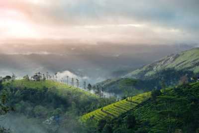 Indien - Munnar - India, Kerala: Enjoy Beaches and Mountain Escapes in One Package - 1