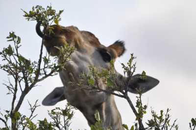 South Africa - Satara Rest Camp - Südafrika: das atemberaubende Kap trifft auf das Biospähren-Reservat Blyde - Krüger - 4