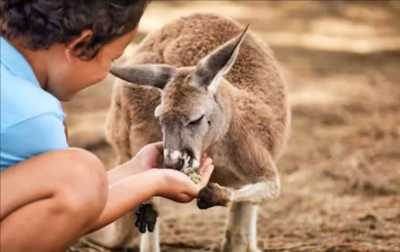 Australia - Oakvale Wildlife Park - 🇦🇺 🐋 Whales, Waves & Wildlife: 7 Days of Australian Adventure in Newcastle 🦘🐨 (PRIVATE ROOM) - 5