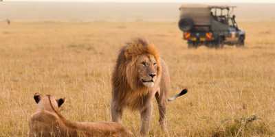 Kenia - Maasai Mara National Reserve - 🌍 Wild Wonders of Kenya | All-Inclusive Raw Nature Jeep Safari 🐘🦁🌅 - 7