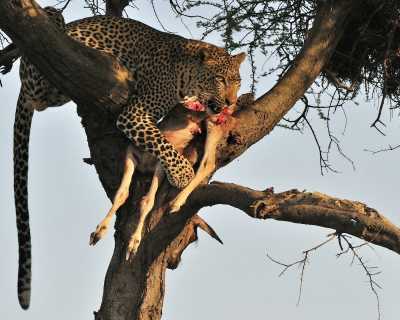 Tansania - Ngorongoro Conservation Area - 4 Day Tanzania Safari to Serengeti National Park and Ngorongoro Crater