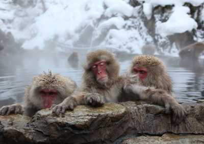 Japan - Jigokudani Yaen-Koen - 🇯🇵Japan Trip To The Future :Food, Culture, Snow & Wildlife - 2