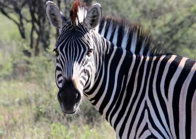 Südafrika - Aquila Private Game Reserve - Women's Wellness Journey - Sacred Sisterhood - 5