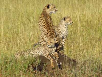 Tansania - Tarangire National Park - 5 Days Tanzania Safari to Tarangire, Serengeti and Ngorongoro Crater