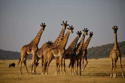 Tanzania - Tanzania Big Five Safari & Wildlife Photography Expedition | Serengeti & Ngorongoro - JoinMyTrip