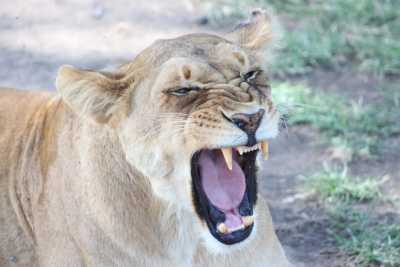 Tanzania - 3 Day Tanzania Safari to Tarangire and Ngorongoro Crater - Beautiful Landscapes, Wildlife and Maasai tribe! - JoinMyTrip