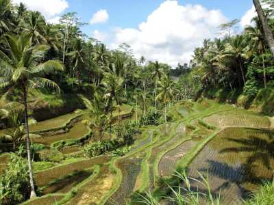 Indonesia - Ubud - Co-working in Bali: live in a Villa with Private Pool in Ubud City Center. Enjoy incredible activities in the weekend! - 4