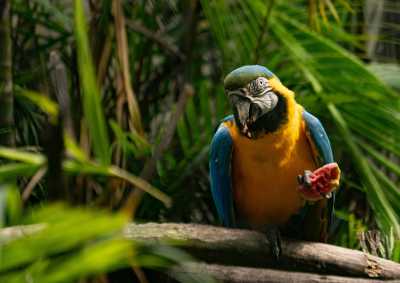 South America - Puerto Maldonado - 🌎 THE ANDES AWAKENING: Peru to Bolivia Expedition - 1