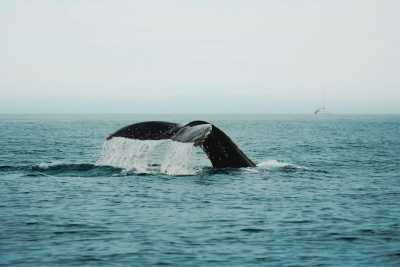 Mexico - Magdalena Bay - Baja Whale Watching & Catamaran Adventure 🇲🇽 | All-Inclusive Sailing from Magdalena Bay to La Paz - 1