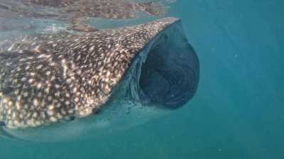 Mexico - Magdalena Bay - Baja Whale Watching & Catamaran Adventure 🇲🇽 | All-Inclusive Sailing from Magdalena Bay to La Paz - 3