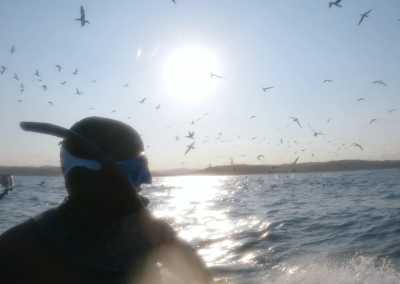 South Africa - Mdumbi - 🇿🇦 South African Sardine Run Expedition - 1 Week INSIDE a Nature Documentary 🐬 - 10
