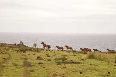 Chile - Easter Island - Easter Island 🗿 🏝️ Immersive Trip - 4