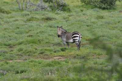South Africa - Mountain Zebra National Park - Entdecke Südafrika: Die Kapregion - jenseits der touristischen Trampelpfade - 3