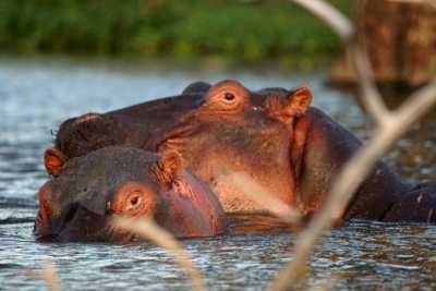 Kenya - Lake Naivasha - Epic Budget Safari: Amboseli, Hell’s Gate, Lake Naivasha, Nairobi National Park - 1