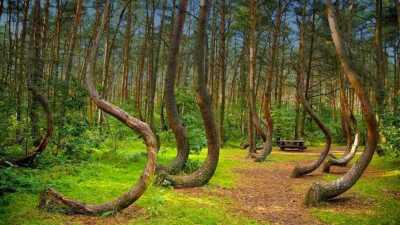 Romania - Hoia Forest - Ultimate Romania Road Trip 🚗: Ladies Only! All Must-See & Must-Try in 12 Days 🇷🇴 - 1