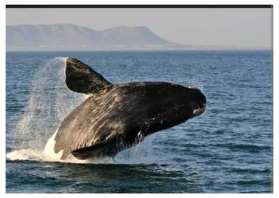 Südafrika - Whale Close - Women's Wellness Journey - Sacred Sisterhood - 2