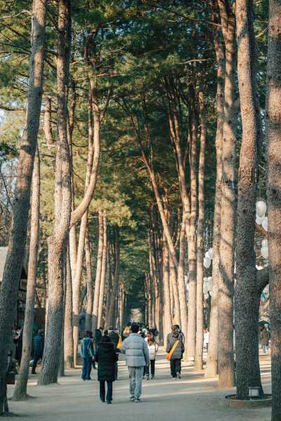Korea, Süd - Nami Island - Travel and discover South Korea  ✈️🌞 moheom-eul jeulgida - 2