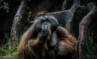 Malaysia - Sukau - Borneo Safari: A Quest for the Orangutan - 4
