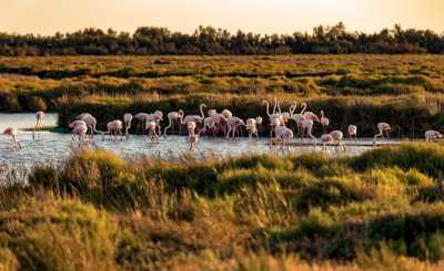France - Camargue - Coworking & Reset in Provence – 2 Weeks of Focused Work and Exchange - 1
