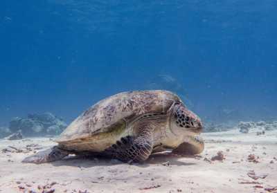 Indonesia - Gili Trawangan - Lombok, Indonesia 3 Gili Islands Excursions, Cheers and Relaxing ☀️
