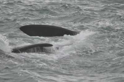 South Africa - Hermanus - Traumreise Südafrika: Das Kap, der Wein, die Wale und Höhepunkte der Garden Route - 11