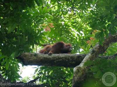 Indonesien - 🇮🇩 Indonesien Wildes Sumatra - 15 Tage einzigartige Orang Utan Abenteuerreise 🏞️🐒🌿🏝️ - JoinMyTrip