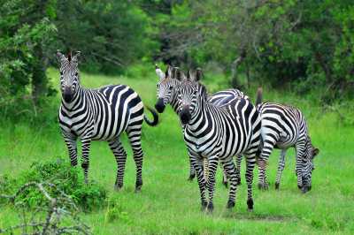 Uganda - ViaVia Entebbe - Uganda: Self drive 4x4 Land Cruiser 🦍🌿Gorilla & Rhino tracking! Coffee, Waterfalls & Hikes 🇺🇬 - 3