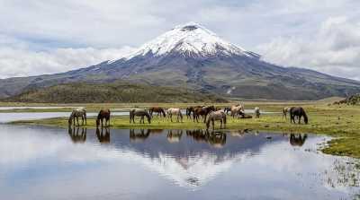 Ecuador - Parque Nacional Cotopaxi - 🇪🇨 Ecuador Mainland Essentials 🌋🦙 ALL INCLUSIVE!
