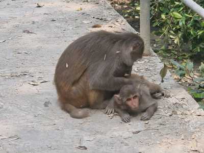 Bangladesch - Khulna - Bangladesh Adventure – Between Rivers, Tea Hills & Ancient Cities - 5