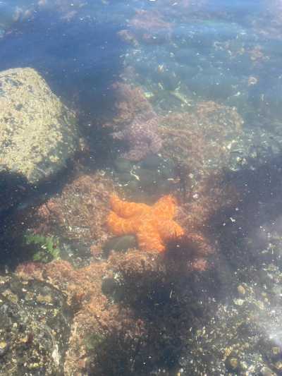 Vereinigte Staaten - Cannon Beach - Pacific Coast Road Trip: 5-Day Scenic Adventure from Seattle to San Francisco - 2