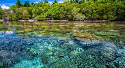 Indonesien - Manado - Beach Paradise in Indonesia 🏖️ with All Meals and Diving Lesson! Perfect for Snorkeling, Diving and Relaxing 🏄🌞 - 1