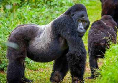 Ruanda - Volcanoes National Park - RWANDA! Self-drive 4x4 landcruiser 🐒🦍🍃 Chimpanzee tracking, Canopy walk, Tea plantation, Volcanoes National park 🇷🇼 - 2