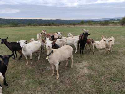 Eastern Europe - Șorogari - Hiking Holiday and City Adventure in Romania & Moldova!