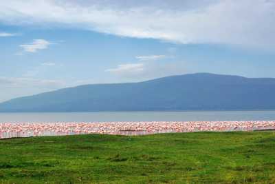 Kenia - Lake Nakuru National Park - 🌍 Wild Wonders of Kenya | All-Inclusive Raw Nature Jeep Safari 🐘🦁🌅 - 5