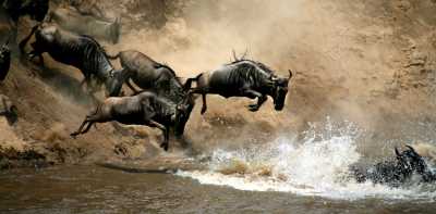 Kenia - Maasai Mara National Reserve - 🌍 Wild Wonders of Kenya | All-Inclusive Raw Nature Jeep Safari 🐘🦁🌅 - 1