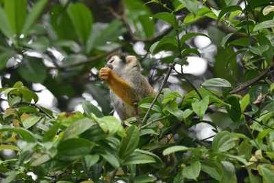 Ecuador - Cuyabeno - 5 Days - Cuyabeno Amazon Exploration