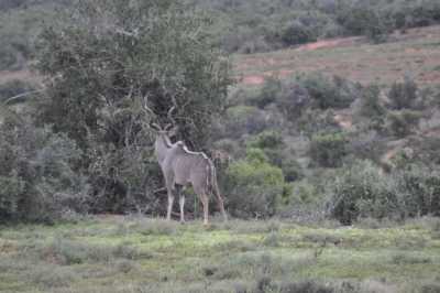 South Africa - Addo-Elefanten-Nationalpark - Entdecke Südafrika: Die Kapregion - jenseits der touristischen Trampelpfade - 6